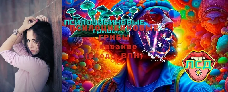 Псилоцибиновые грибы Psilocybe  закладки  Маркс 